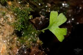 Attēlu rezultāti vaicājumam “Ptilidium pulcherrimum sporophyte”