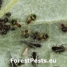 Attēlu rezultāti vaicājumam “Chaitophorus populeti”