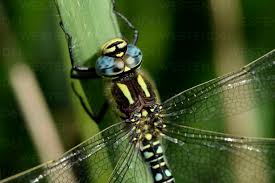 Attēlu rezultāti vaicājumam “Brachytron pratense”