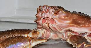 Image result for Chionoecetes opilio