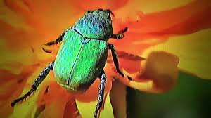 Attēlu rezultāti vaicājumam “Hoplia parvula”