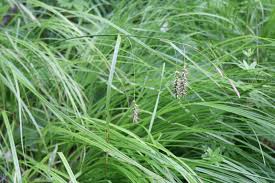 Attēlu rezultāti vaicājumam “Carex caryophyllea fruit”