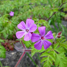 Attēlu rezultāti vaicājumam “Geranium robertianum flower”