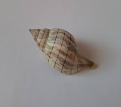 Image result for Cinctura hunteria