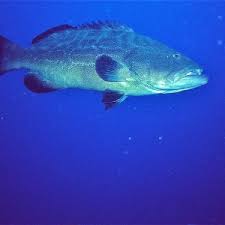 Image result for Mycteroperca interstitialis