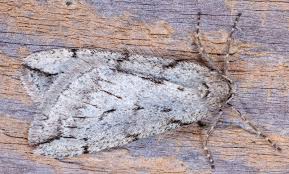 Attēlu rezultāti vaicājumam “Diachea muscorum macro”