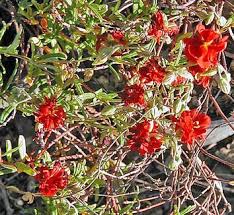 Attēlu rezultāti vaicājumam “Helianthemum nummularium fruit”