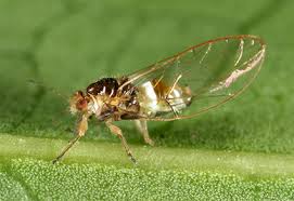 Attēlu rezultāti vaicājumam “Trioza dispar”