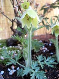 Attēlu rezultāti vaicājumam “Pulsatilla vulgaris”