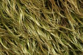 Attēlu rezultāti vaicājumam “Paraleucobryum longifolium”