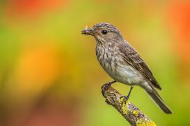 Image result for Seiurus noveboracensis