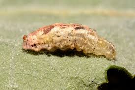 Attēlu rezultāti vaicājumam “Syrphus sp. larva”