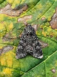 Attēlu rezultāti vaicājumam “Mamestra brassicae”