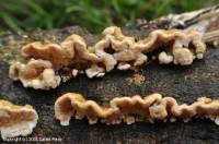 Attēlu rezultāti vaicājumam “Steccherinum bourdotii”