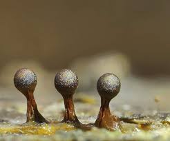 Attēlu rezultāti vaicājumam “Trichia botrytis”