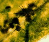 Attēlu rezultāti vaicājumam “Dianema nivale spores”