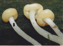 Attēlu rezultāti vaicājumam “Vibrissea decolorans”