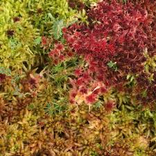 Attēlu rezultāti vaicājumam “Sphagnum rubellum”