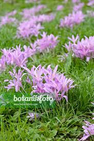 Attēlu rezultāti vaicājumam “Colchicum autumnale”