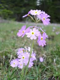 Attēlu rezultāti vaicājumam “Primula farinosa”
