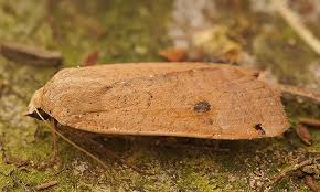 Attēlu rezultāti vaicājumam “Noctua pronuba”