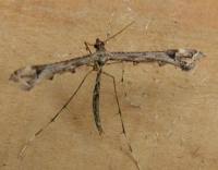 Attēlu rezultāti vaicājumam “Platyptilia gonodactyla”