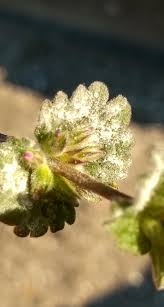 Attēlu rezultāti vaicājumam “Erysiphe galeopsidis”