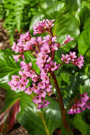 Attēlu rezultāti vaicājumam “Bergenia crassifolia flower”