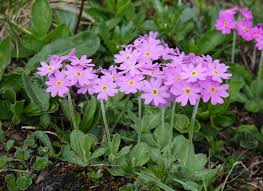 Attēlu rezultāti vaicājumam “Primula farinosa fruit”