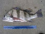 Image result for Pogonias cromis