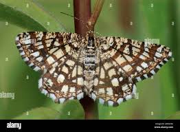 Attēlu rezultāti vaicājumam “Chiasmia clathrata”