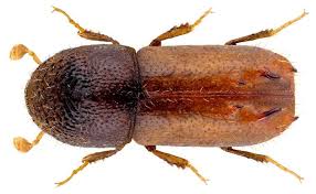 Attēlu rezultāti vaicājumam “Scolytidae”
