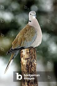 Attēlu rezultāti vaicājumam “Streptopelia decaocto”