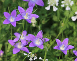 Image result for Campanula patula