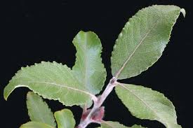 Attēlu rezultāti vaicājumam “Salix cinerea”