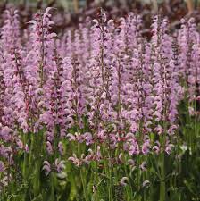 Image result for Salvia pratensis