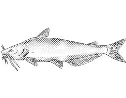 Image result for Ictalurus furcatus