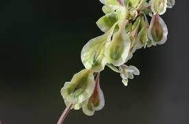 Attēlu rezultāti vaicājumam “Fallopia dumetorum”