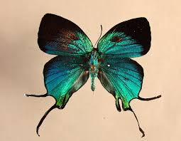 Attēlu rezultāti vaicājumam “Arcyria imperialis”