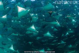 Image result for Mobula munkiana