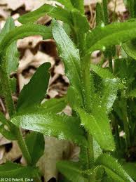 Attēlu rezultāti vaicājumam “Arabis hirsuta flower”