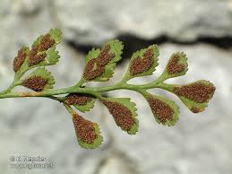 Attēlu rezultāti vaicājumam “Asplenium ruta-muraria”