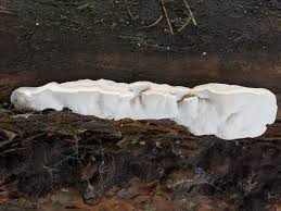 Attēlu rezultāti vaicājumam “Postia tephroleucus”