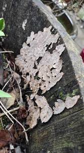 Attēlu rezultāti vaicājumam “Stereum rugosum”