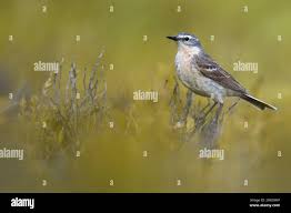 Image result for Anthus spinoletta