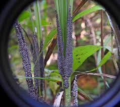 Attēlu rezultāti vaicājumam “Didymium tussilaginis sessile”