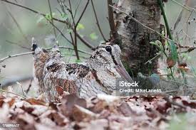 Attēlu rezultāti vaicājumam “Scolopax rusticola nest”