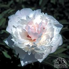 Attēlu rezultāti vaicājumam “Paeonia lactiflora flower”