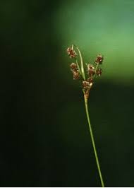 Attēlu rezultāti vaicājumam “Luzula multiflora”