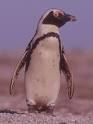 Penguins: African Penguins - Spheniscus demersus